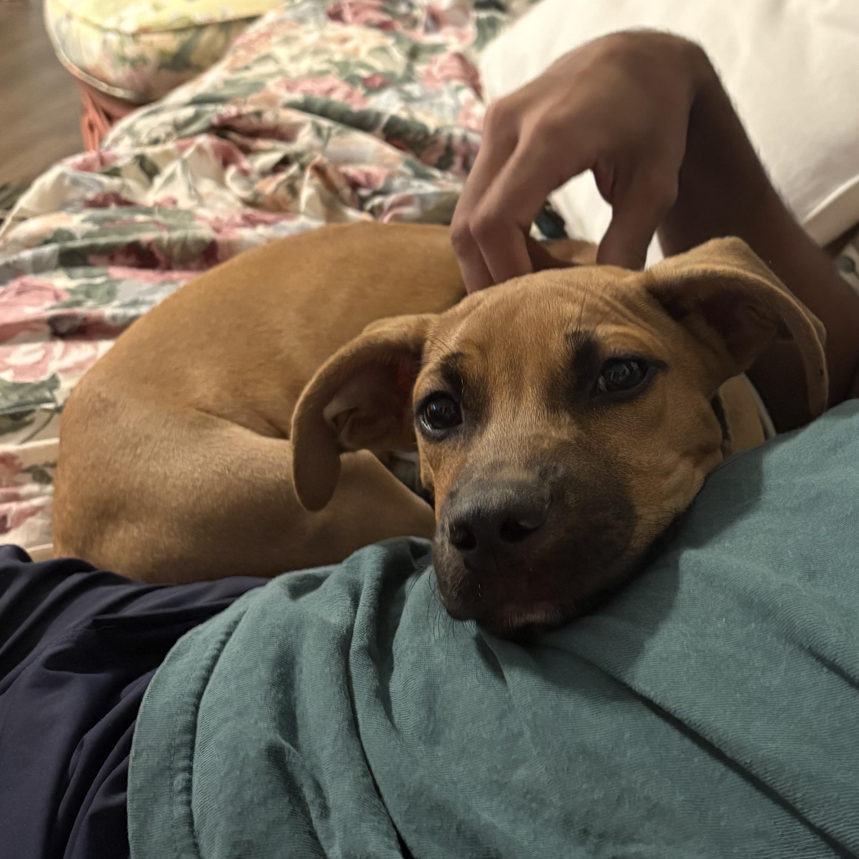 Ranger, a Adoptable Black Mouth Cur in Tallahassee, FL image 4/6