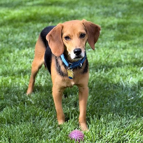 Bugsy, a ADOPTABLE Beagle in Toledo, OH image 4/6