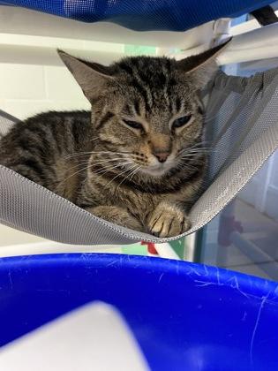 Enlarge Mochi, a Adoptable mixed breed in Largo, FL image 1/3