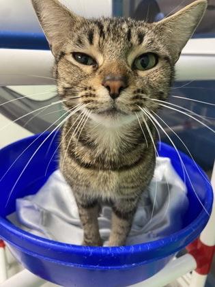 Enlarge Mochi, a Adoptable mixed breed in Largo, FL image 2/3