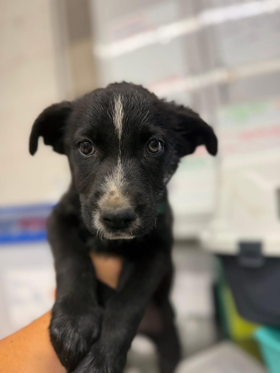 Phoebe, ADOPTABLE, Young Female German Shepherd Dog.