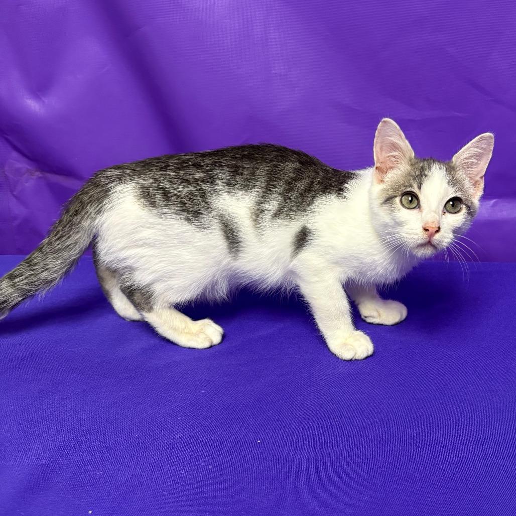 Enlarge Boom, a Adoptable Domestic Short Hair in North Myrtle Beach, SC image 1/1