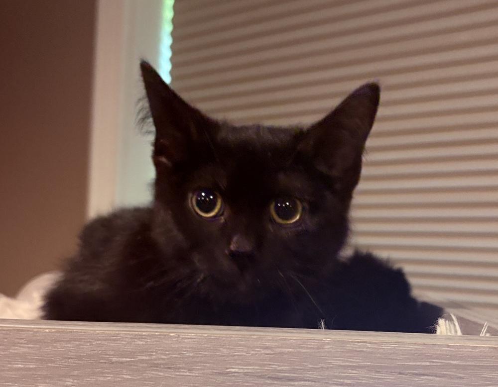Enlarge Lucy, a Adoptable Domestic Short Hair in Plymouth, MN image 1/1