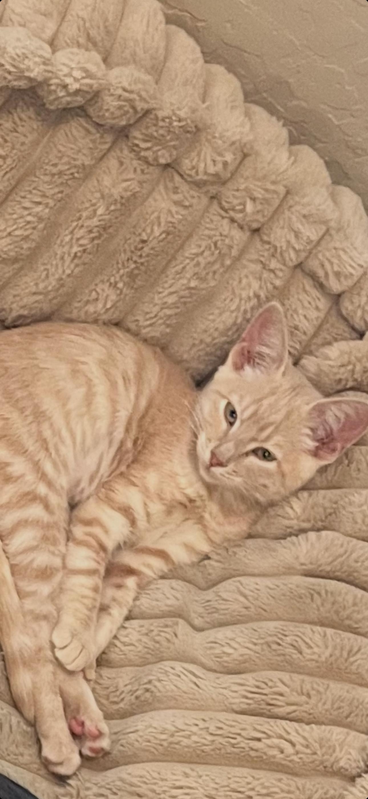 Chloe ( Cathy), a Adopted Tabby in Vallejo, CA image 1/3
