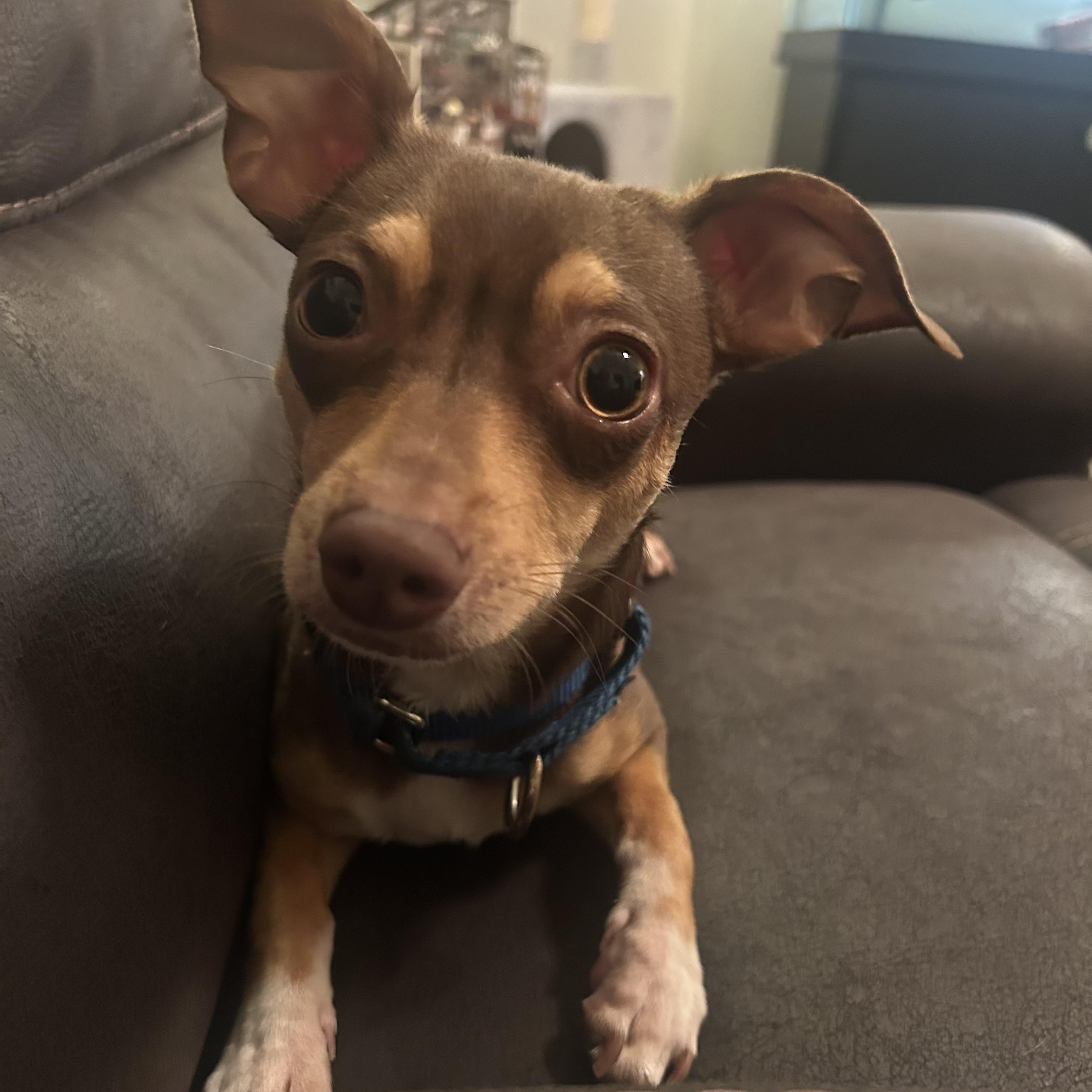 Dobby, ADOPTABLE, Young Male Chihuahua.