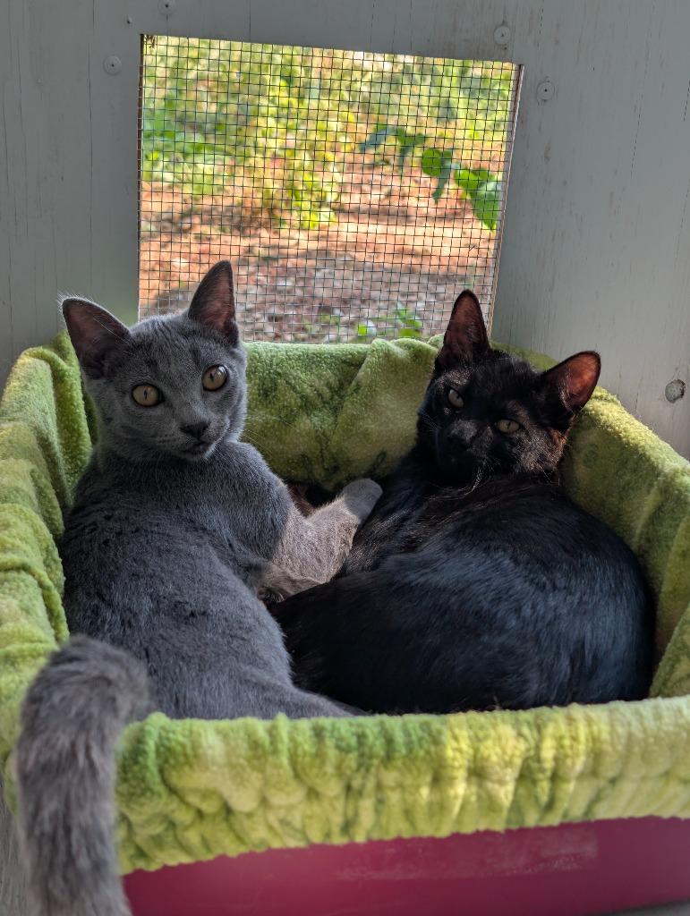 Tinker, Adoptable, Kitten Female Domestic Short Hair.