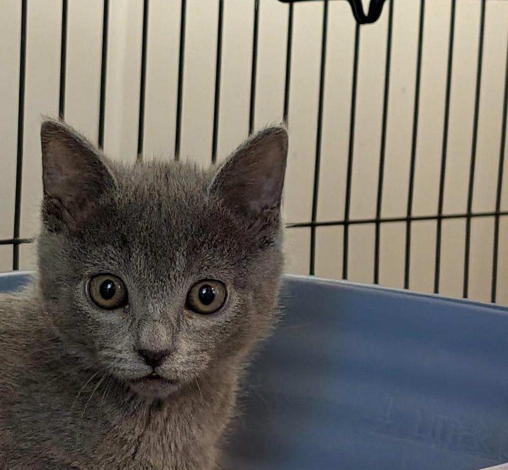 Enlarge Tinker, a Adoptable mixed breed in Shelton, WA image 2/3