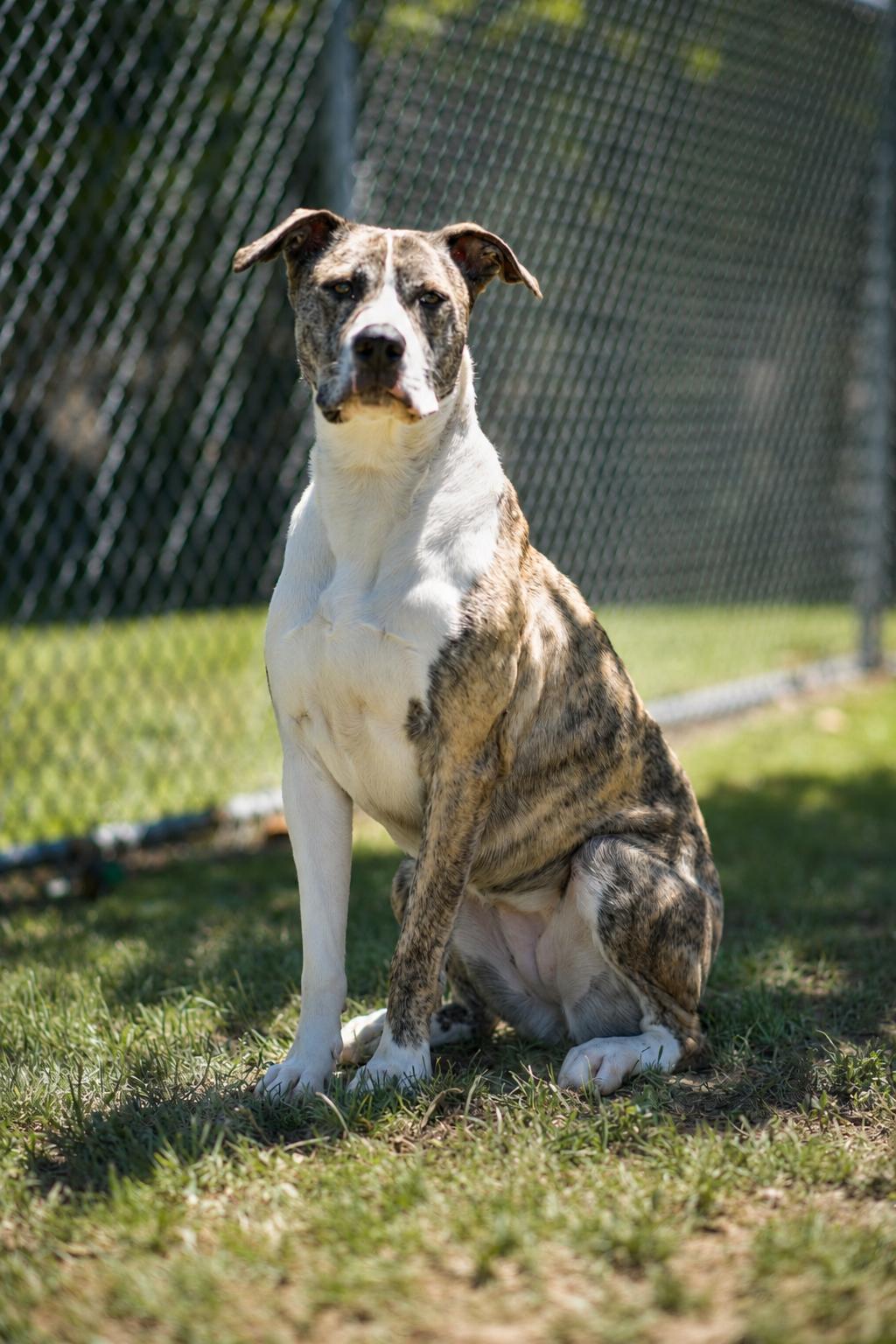 MISTY 055-26 (CELL DOG), a ADOPTABLE mixed breed in Cambridge, OH image 3/6