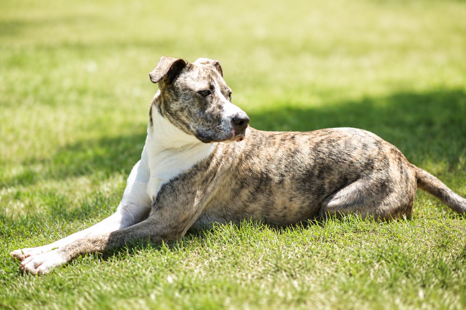 MISTY 055-26 (CELL DOG), a ADOPTABLE mixed breed in Cambridge, OH image 1/6