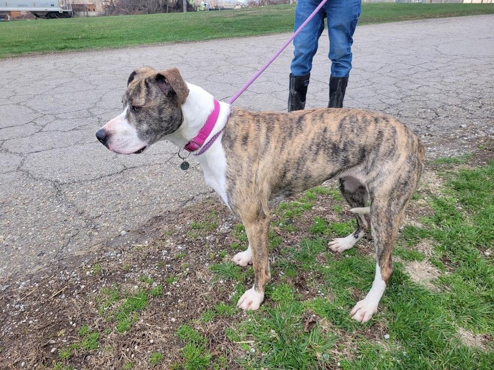 Enlarge MISTY 055-26, a ADOPTABLE mixed breed in Cambridge, OH image 2/3