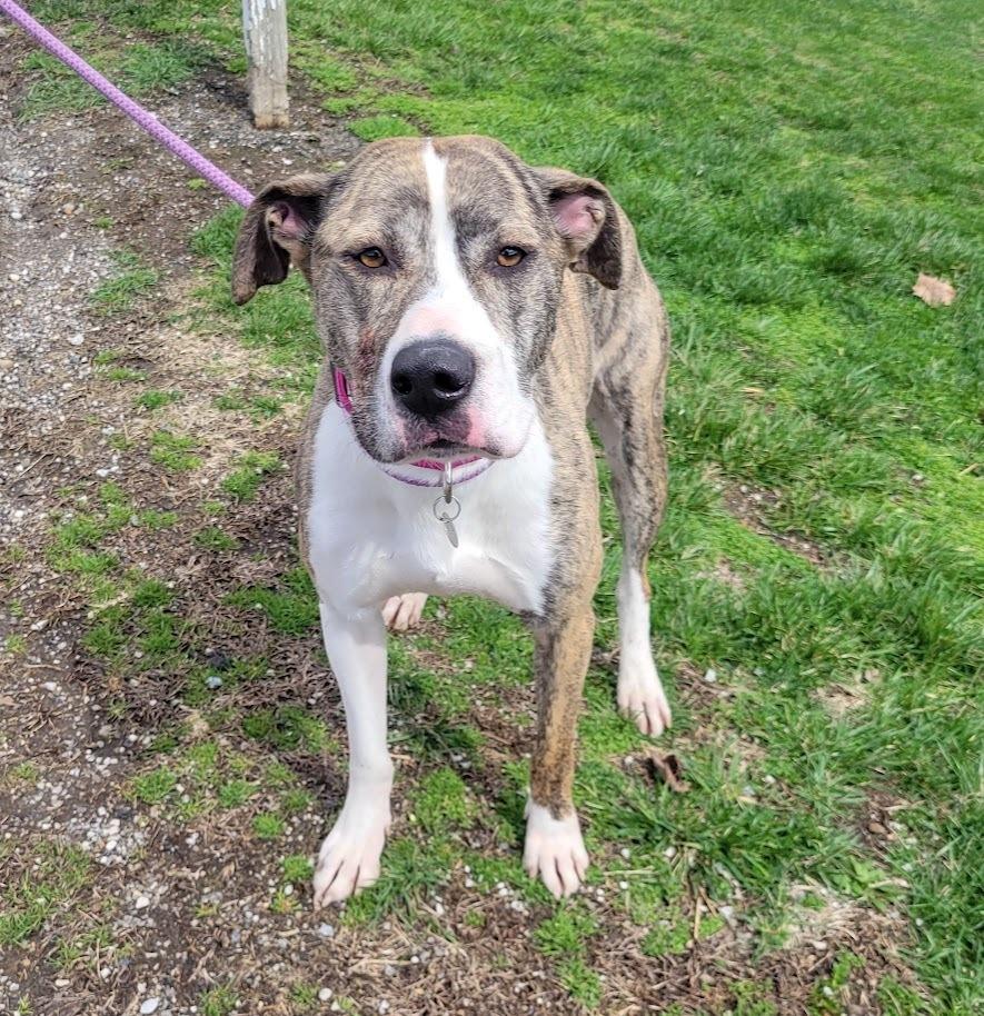 Enlarge MISTY 055-26, a ADOPTABLE mixed breed in Cambridge, OH image 3/3