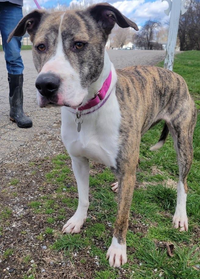 MISTY 055-26, ADOPTABLE, Young Female Hound.