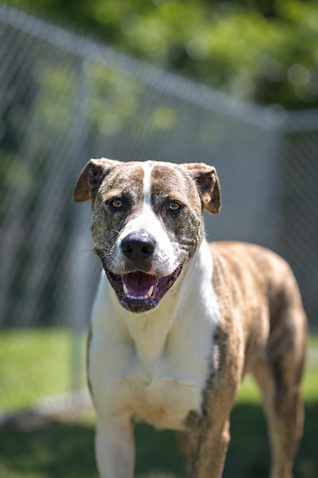 MISTY 055-26 (CELL DOG), a ADOPTABLE mixed breed in Cambridge, OH image 2/6
