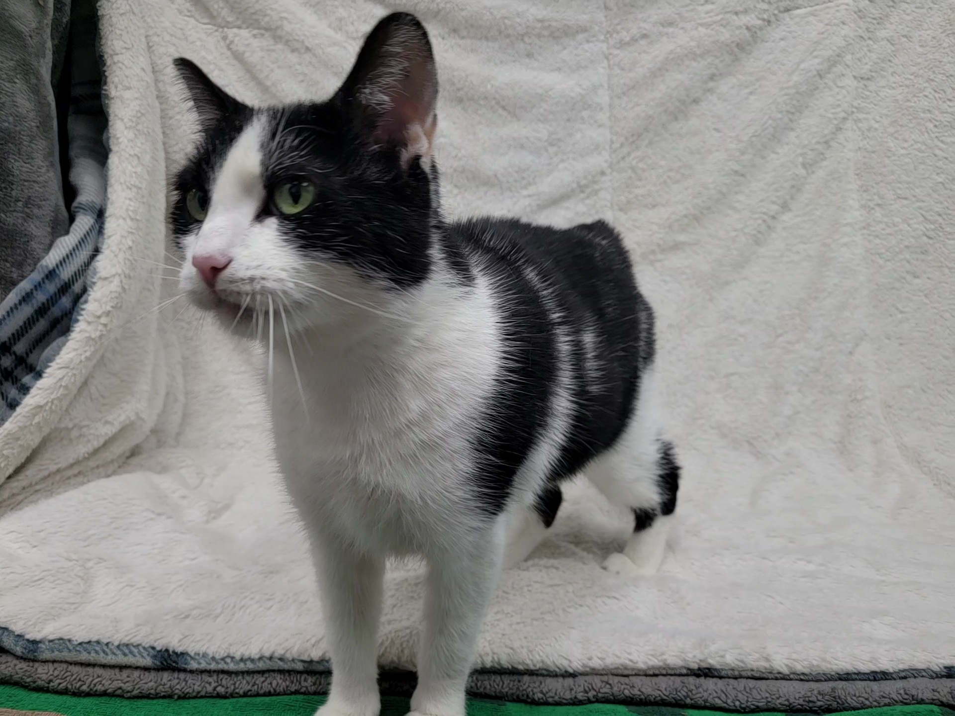 Bandit — thumbnail 2