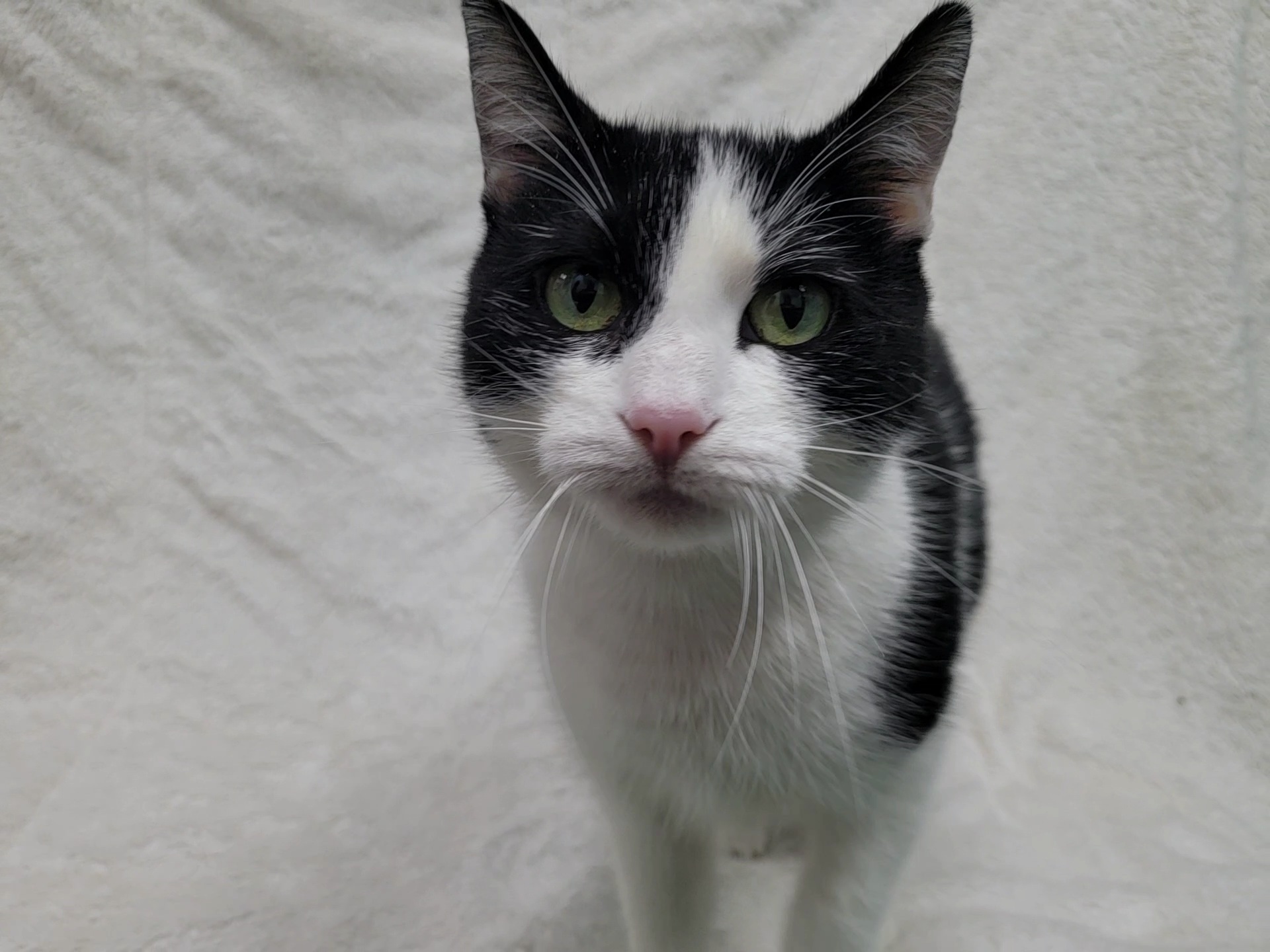 Bandit — thumbnail 3