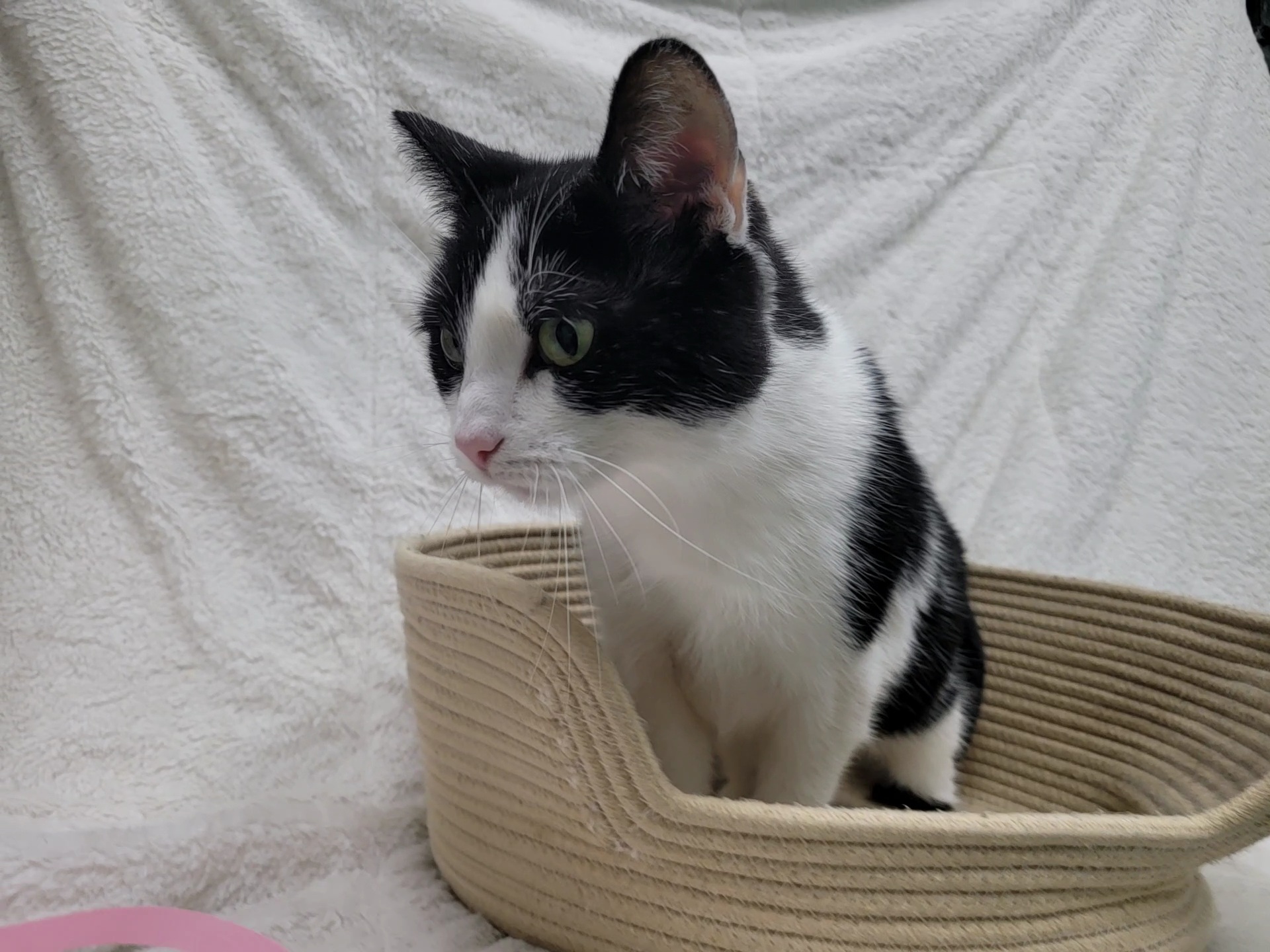 Bandit — thumbnail 4