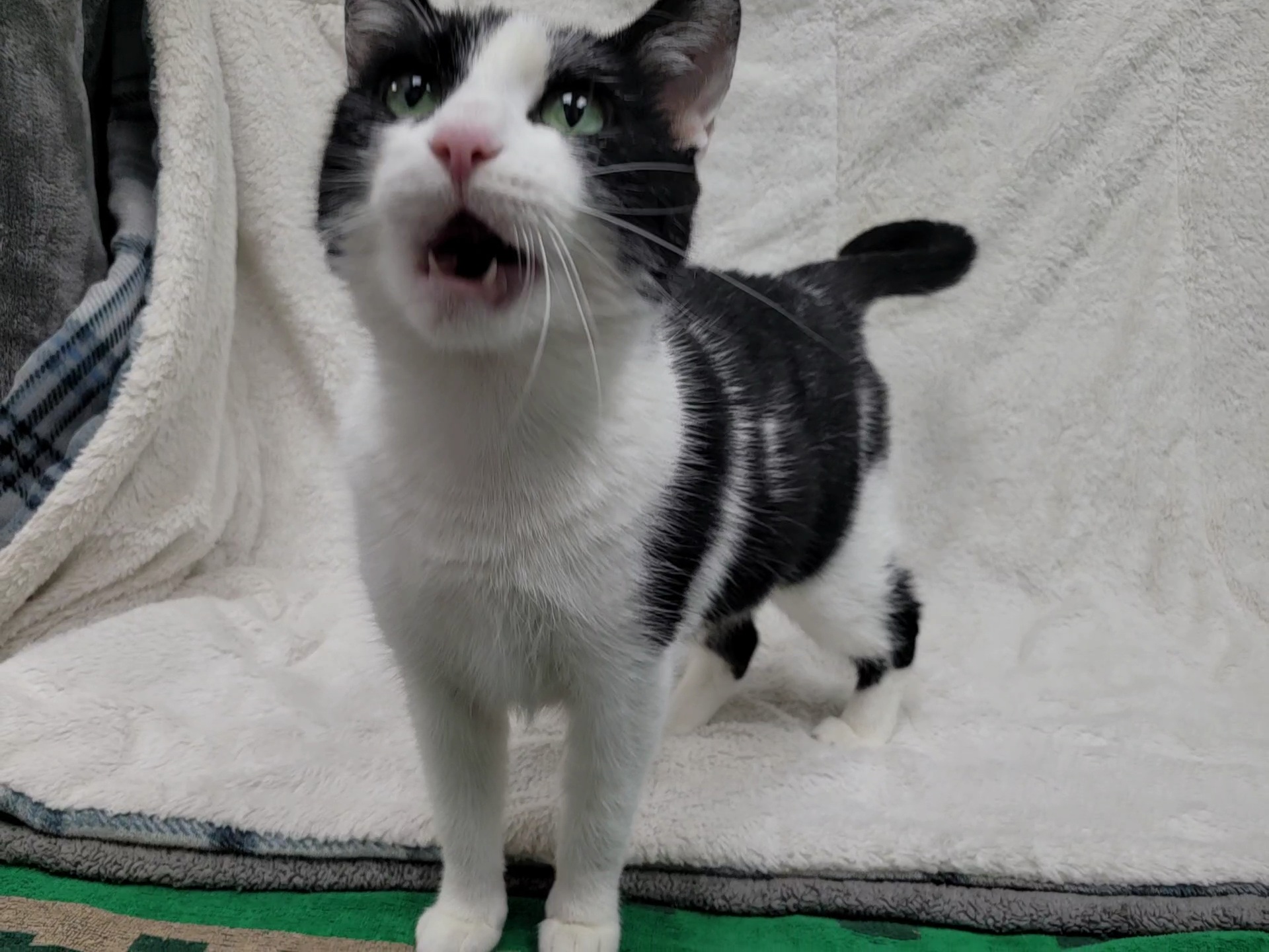 Bandit — thumbnail 5