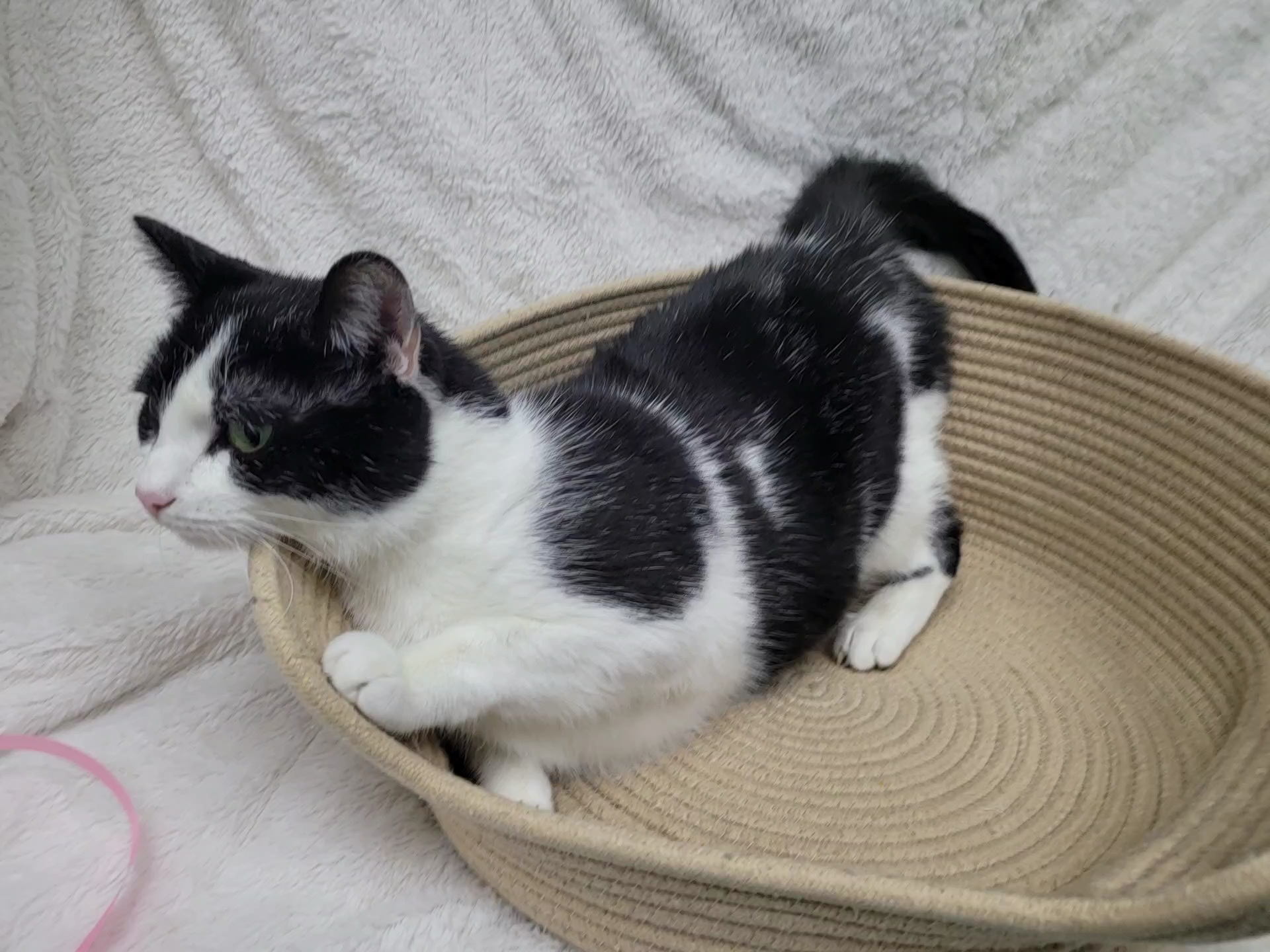 Bandit — thumbnail 6