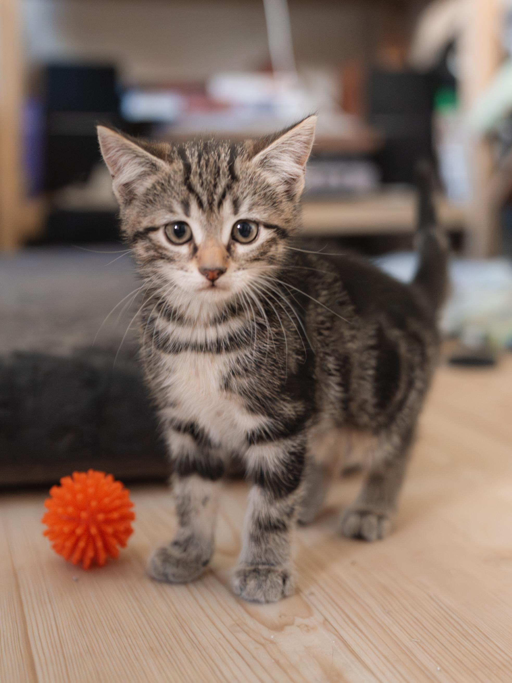 Felix , adopted, Kitten Male Domestic Short Hair & Tabby.
