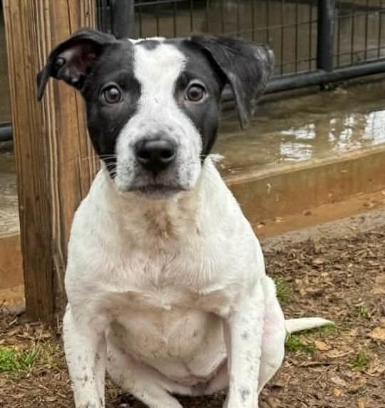 Dottie, Adoptable, Puppy Female Mixed Breed.