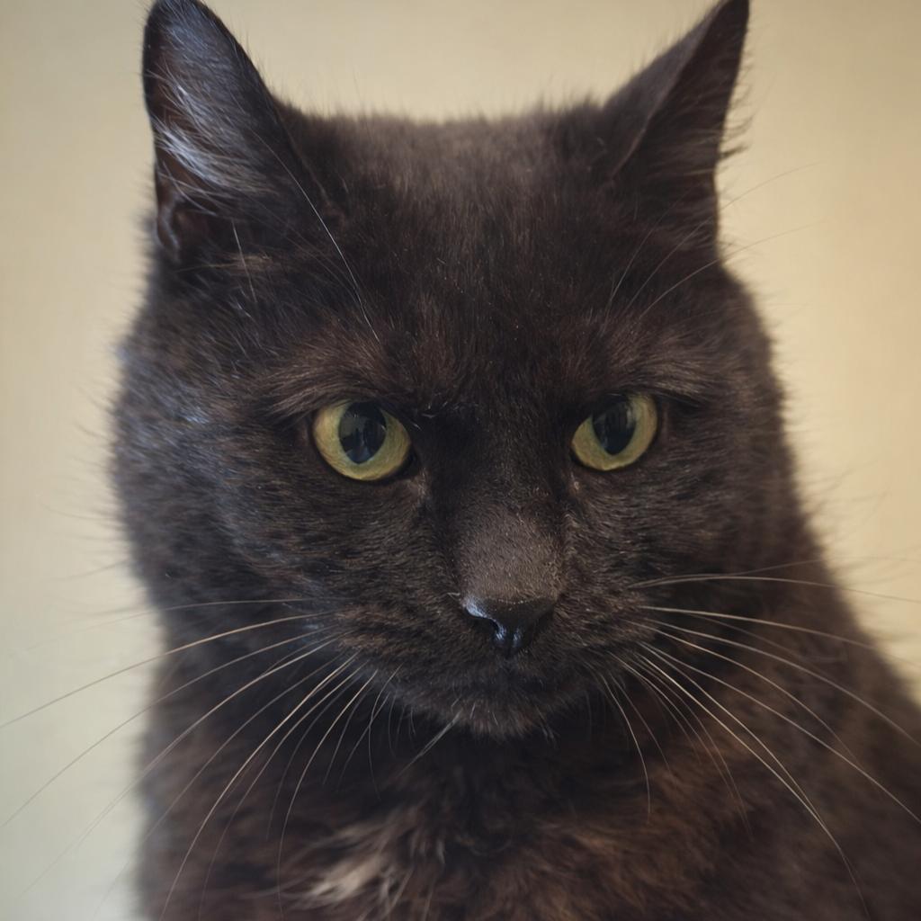 Enlarge Emmie, a ADOPTABLE American Shorthair in Roscoe, NY image 1/1