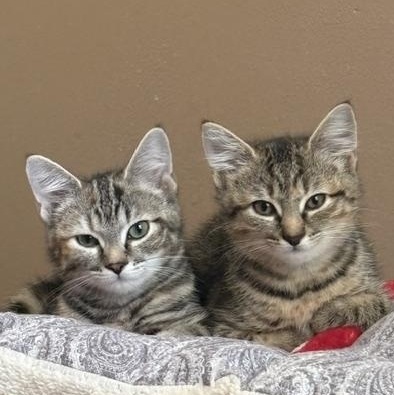 Enlarge Sammy & Patty - Kittens, a ADOPTABLE Domestic Short Hair in Braintree, MA image 5/5
