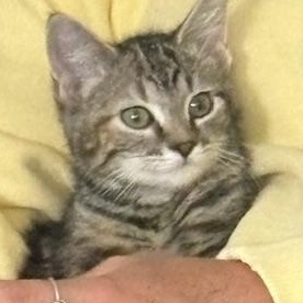 Enlarge Sammy & Patty - Kittens, a ADOPTABLE Domestic Short Hair in Braintree, MA image 3/5