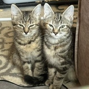 Sammy & Patty - Kittens, ADOPTABLE, Kitten Female Domestic Short Hair.