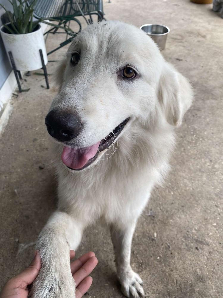 Enlarge 26-112 Wheezie, a Adoptable mixed breed in Richardson, TX image 1/2