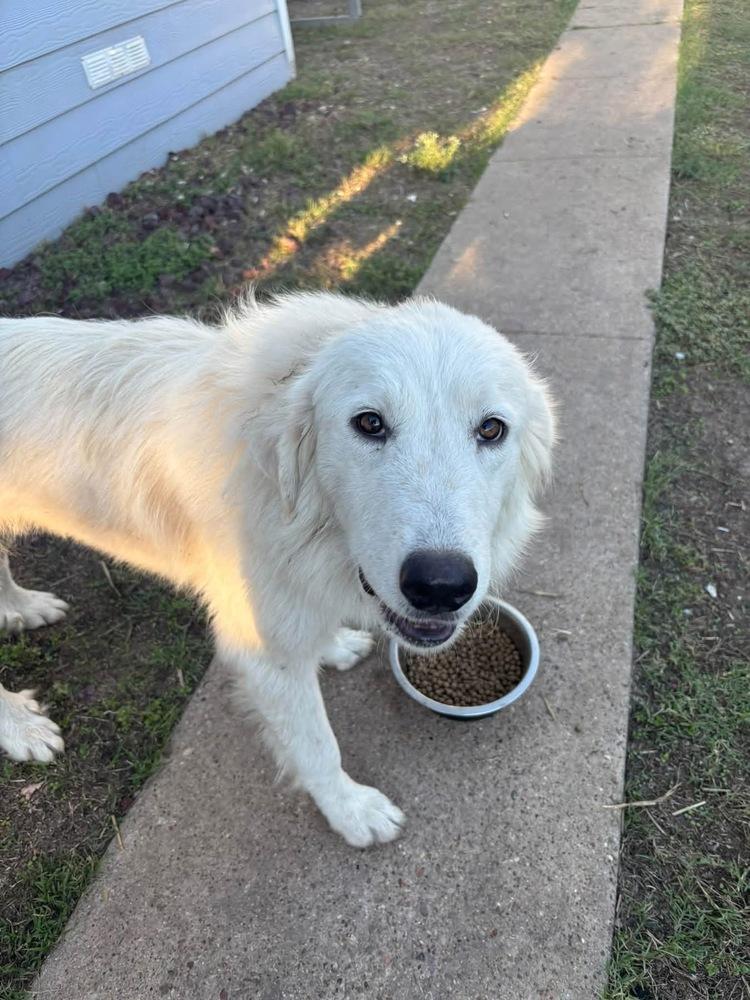 Enlarge 26-112 Wheezie, a Adoptable mixed breed in Richardson, TX image 2/2