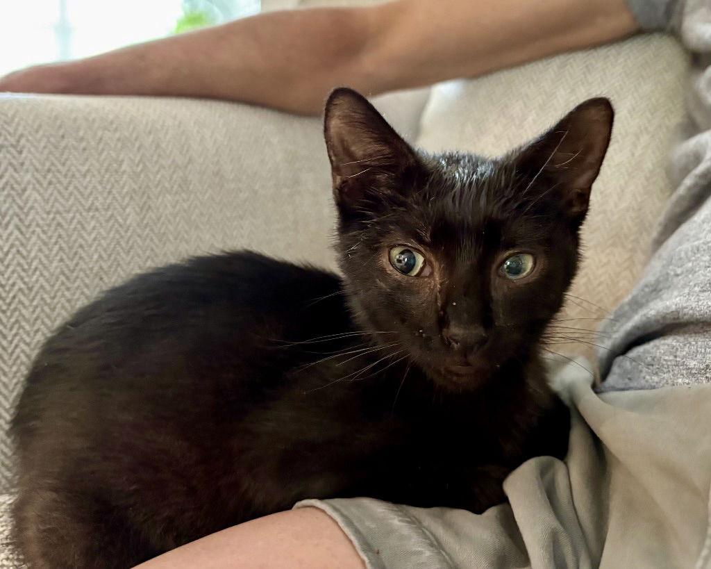 Enlarge Indy, a Adoptable Domestic Short Hair in Garner, NC image 1/1