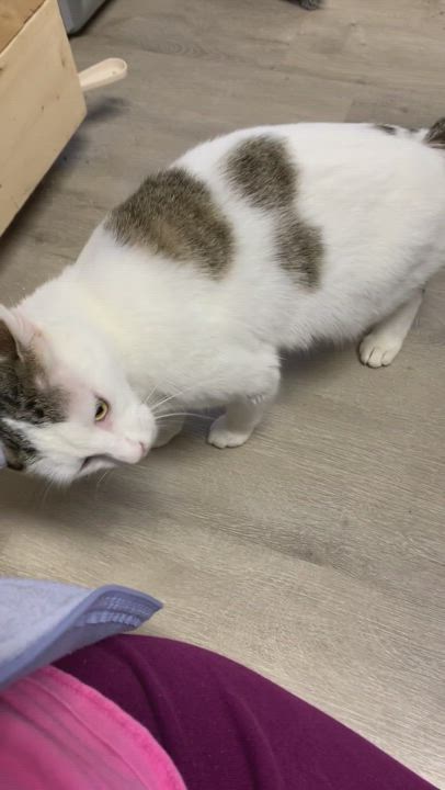 Enlarge Em, a Adopted Domestic Short Hair in Knoxville, GA video 3/5