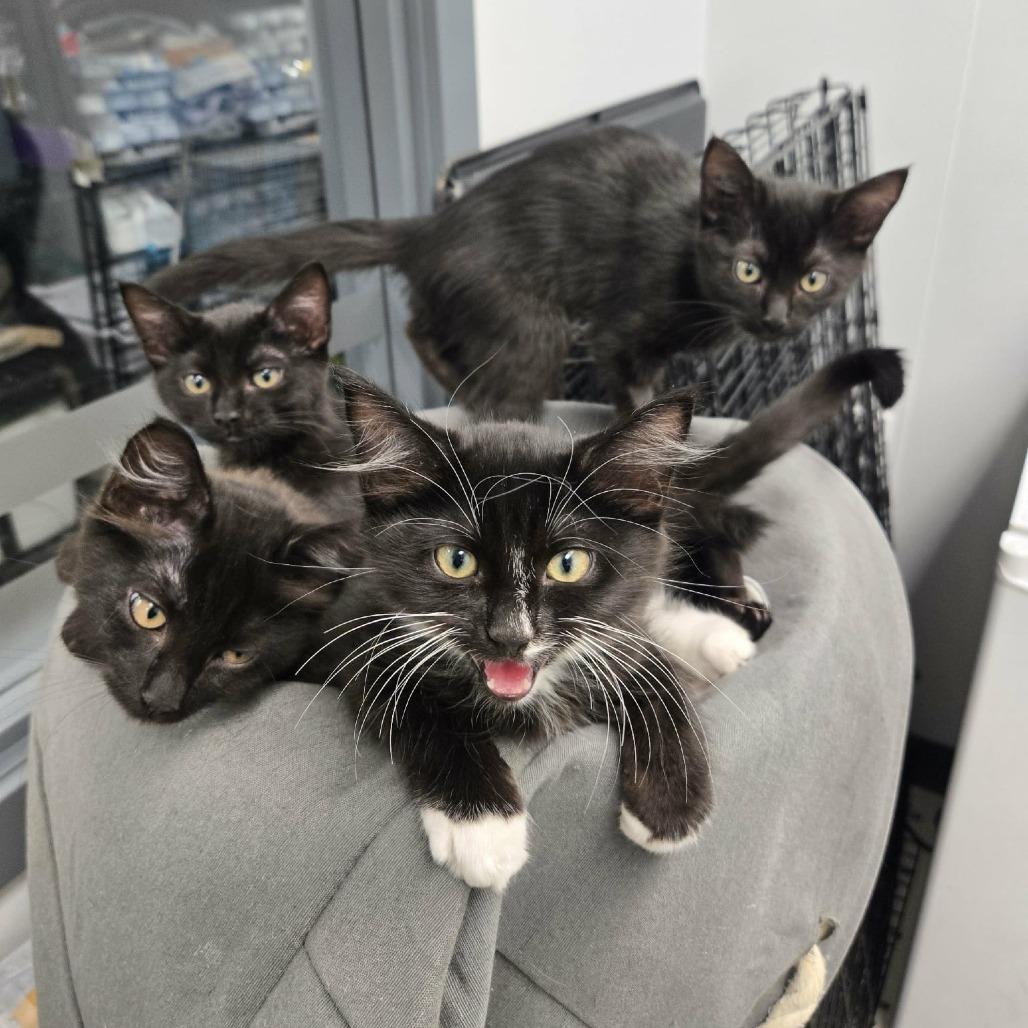 Helium, Adoptable, Kitten Female Domestic Short Hair.