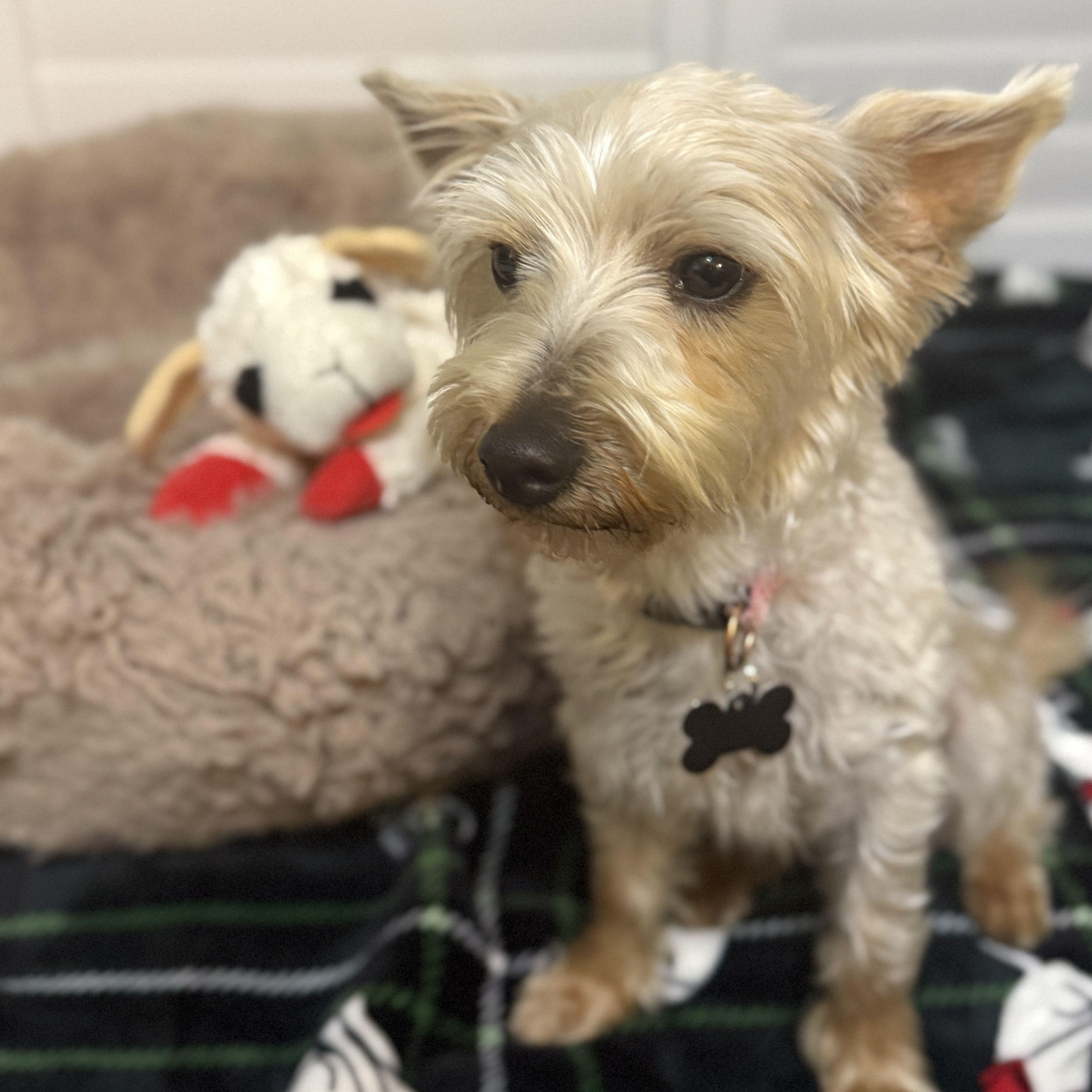 Gracie - AVAILABLE FOR ADPOPTION - , an adopted mixed breed in Tustin, CA image 1/6