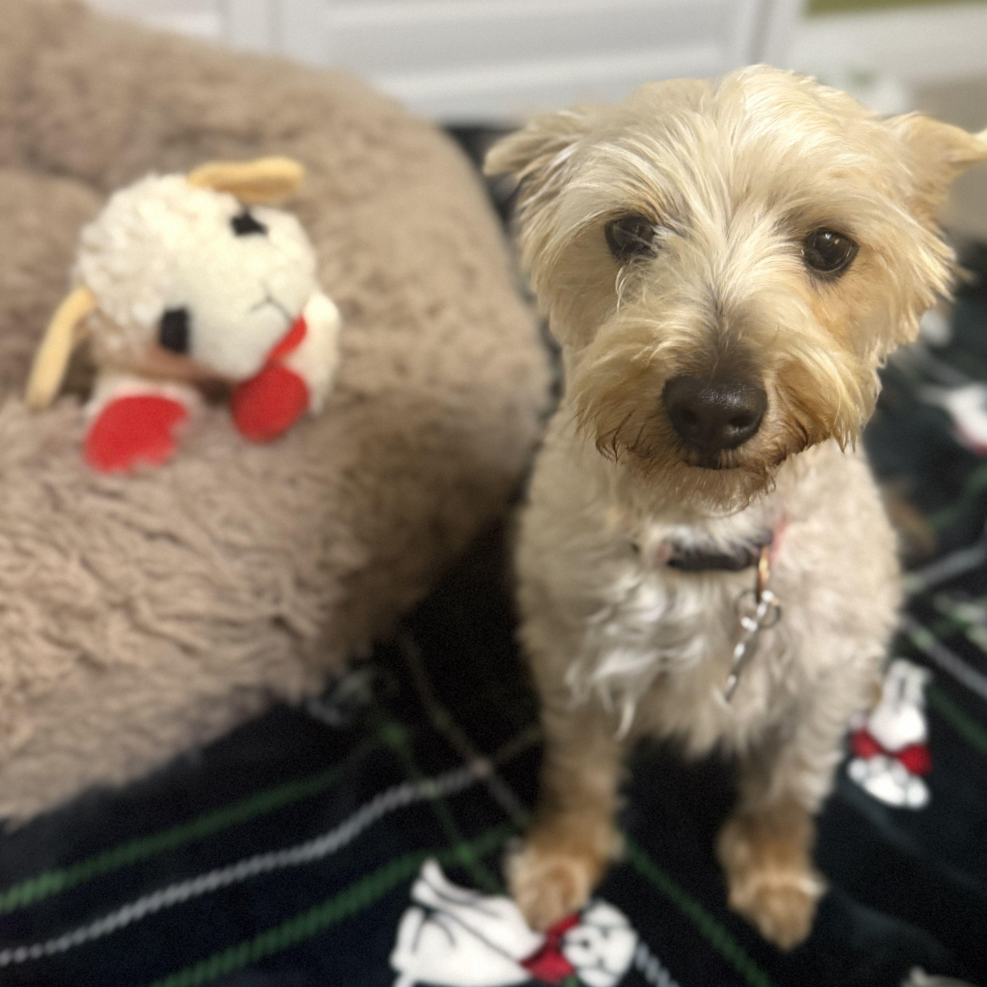 Gracie - AVAILABLE FOR ADPOPTION - , an adopted mixed breed in Tustin, CA image 6/6