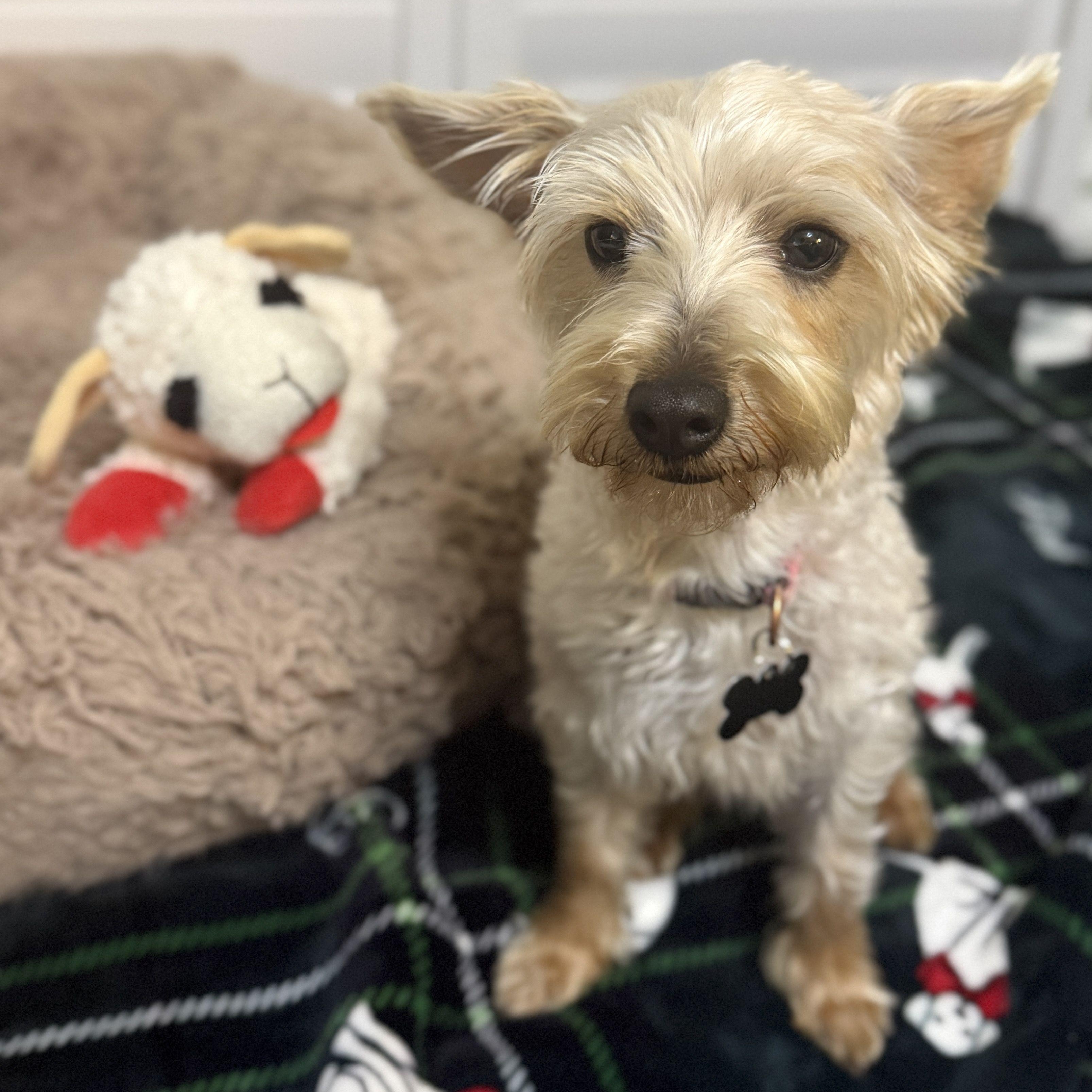 Gracie - AVAILABLE FOR ADPOPTION - , an adopted mixed breed in Tustin, CA image 4/6
