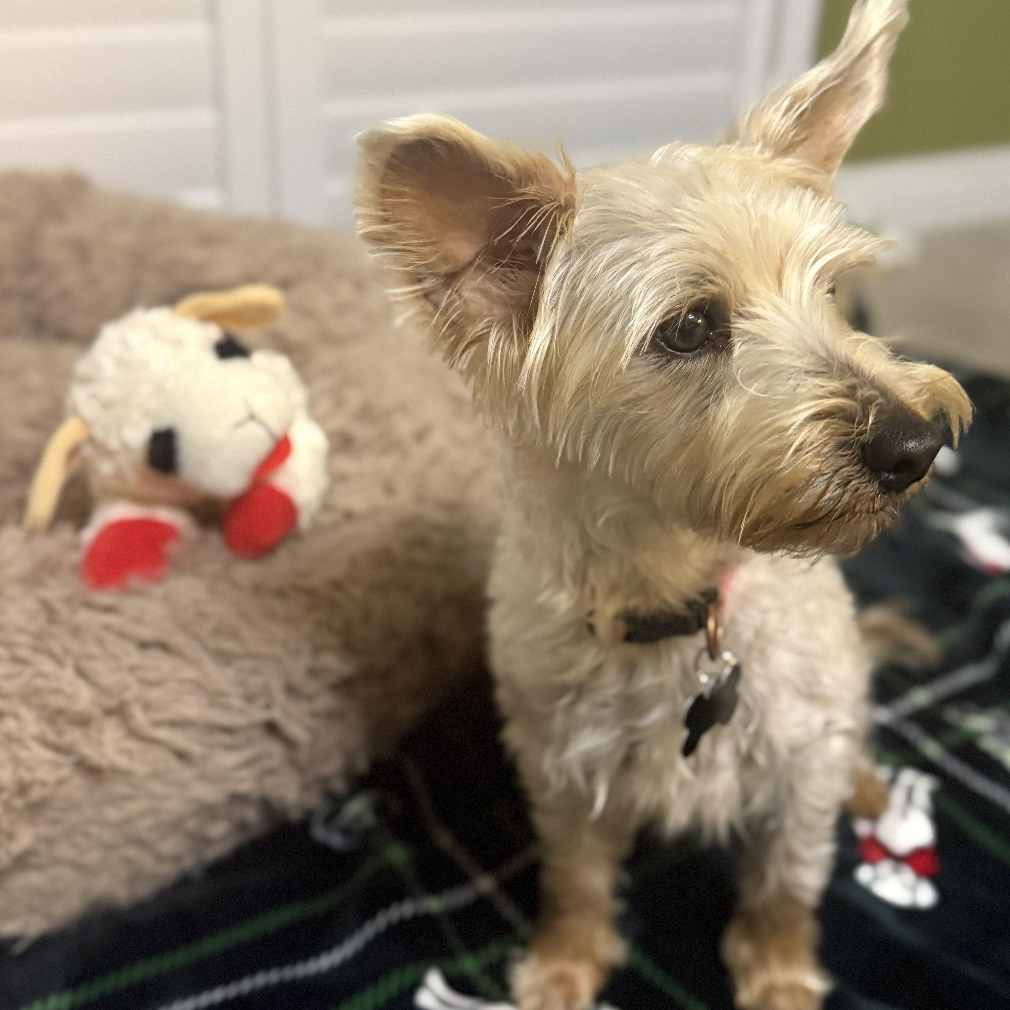 Gracie - AVAILABLE FOR ADPOPTION - , an adopted mixed breed in Tustin, CA image 5/6