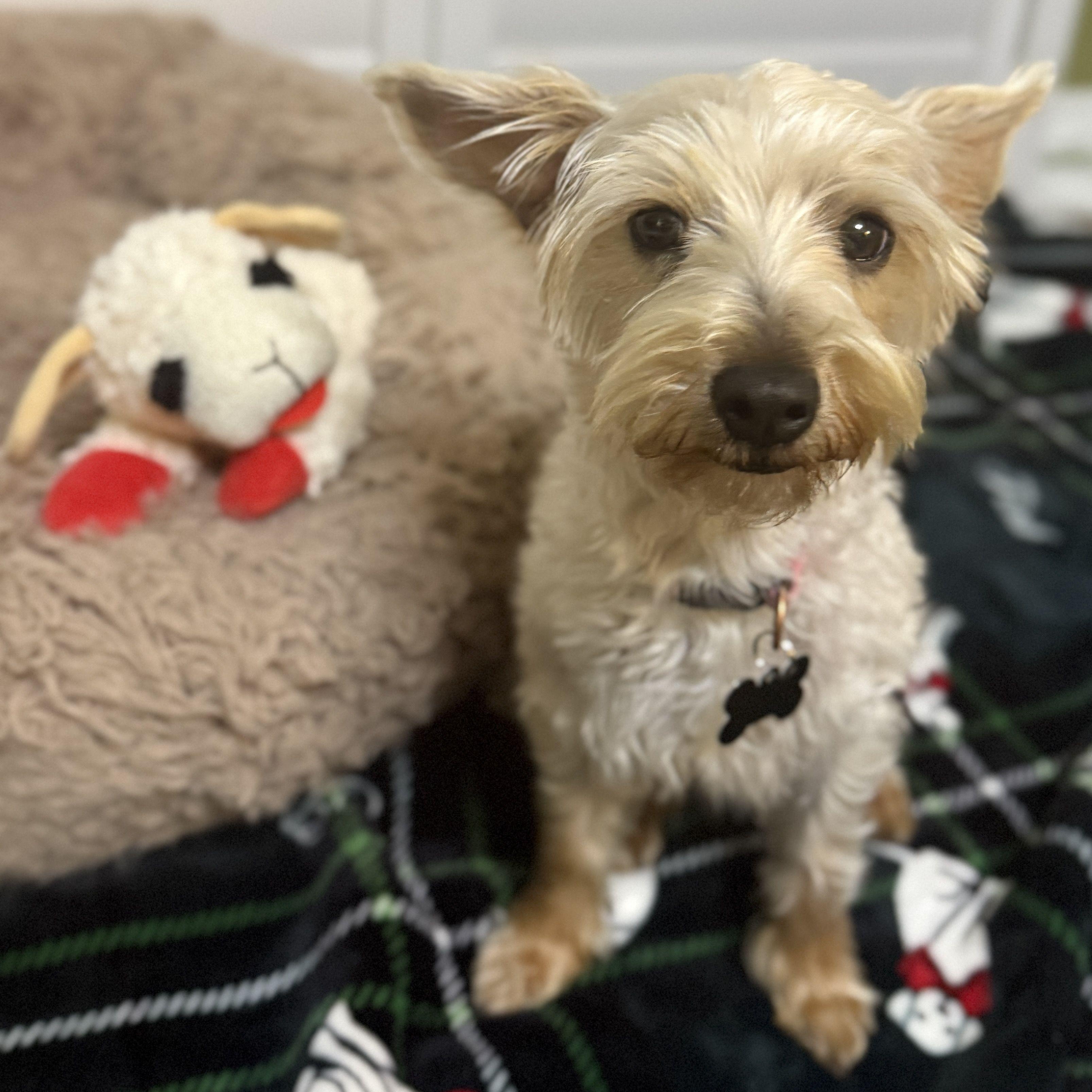 Gracie - AVAILABLE FOR ADPOPTION - , an adopted mixed breed in Tustin, CA image 3/6