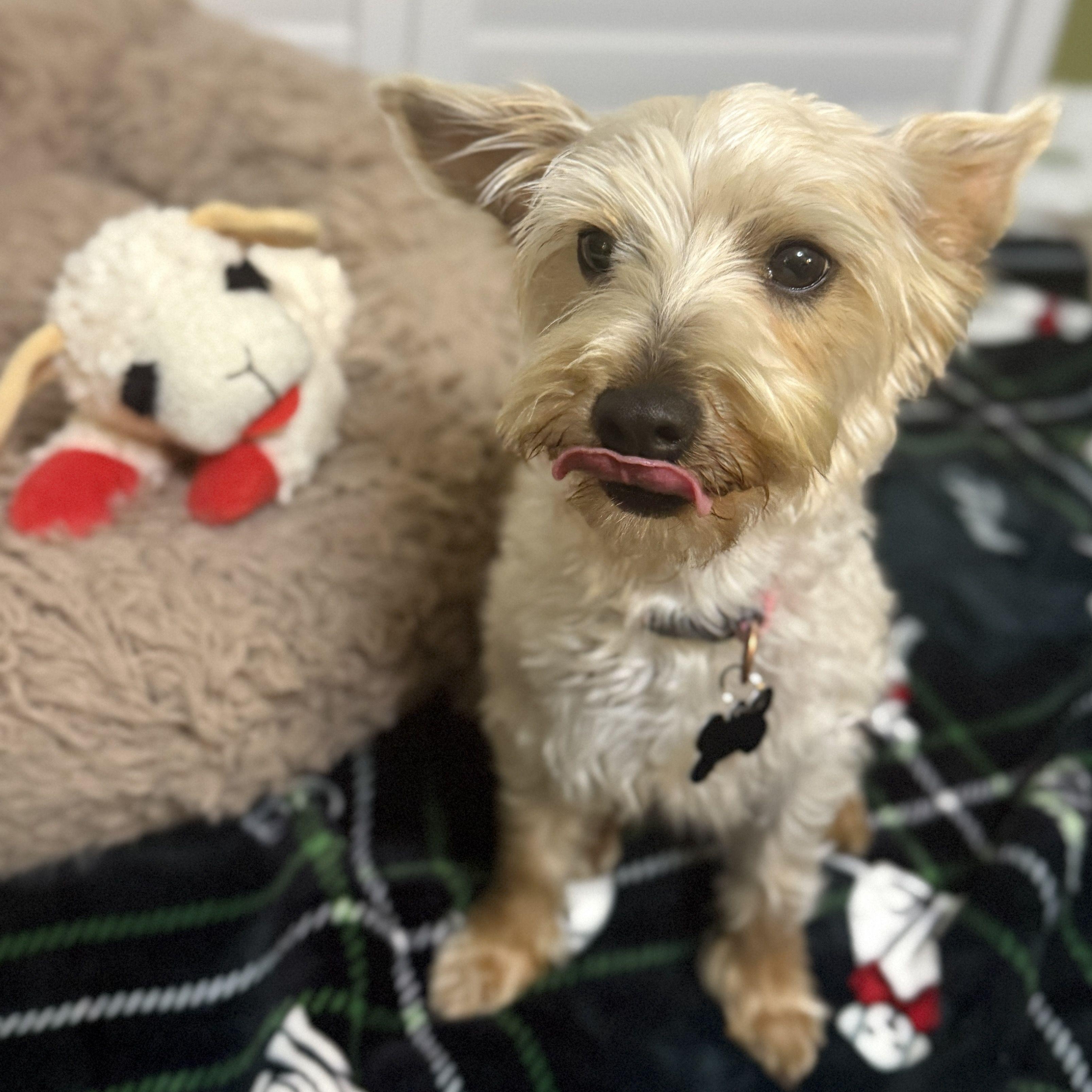 Gracie - AVAILABLE FOR ADPOPTION - , an adopted mixed breed in Tustin, CA image 2/6