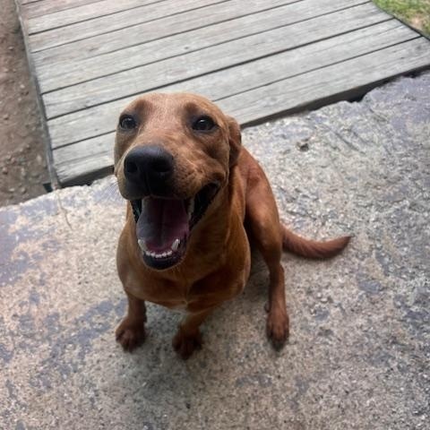 Enlarge Coco-bear, a Adoptable mixed breed in Seattle, WA image 2/6