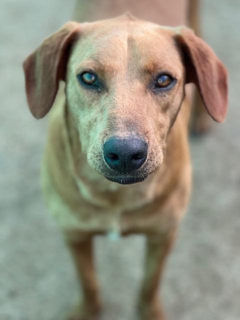 Enlarge Coco-bear, a Adoptable mixed breed in Seattle, WA image 5/6
