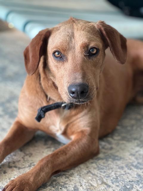 Coco-bear, Adoptable, Adult Male Black Labrador Retriever.