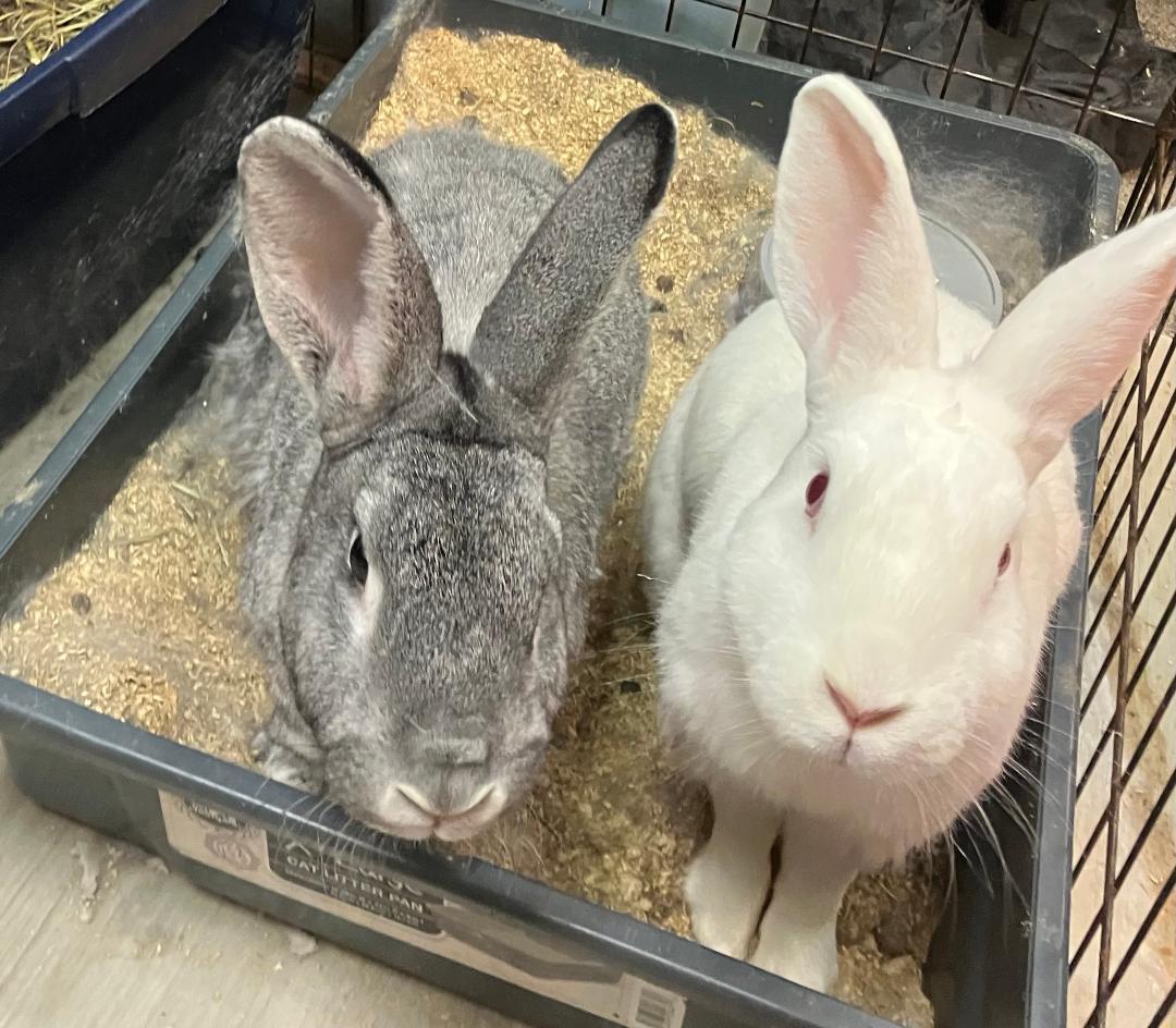 Stormy & Misty, Adoptable, Adult Female New Zealand.