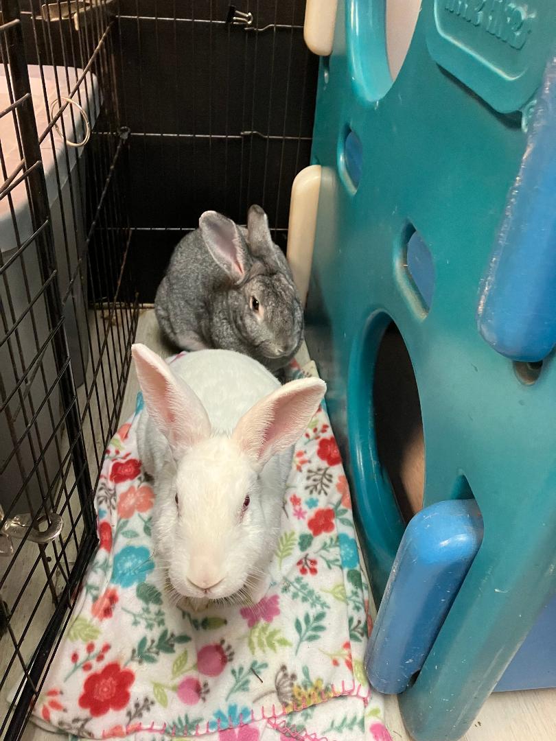 Stormy & Misty, a Adoptable New Zealand in Youngstown, OH image 2/3