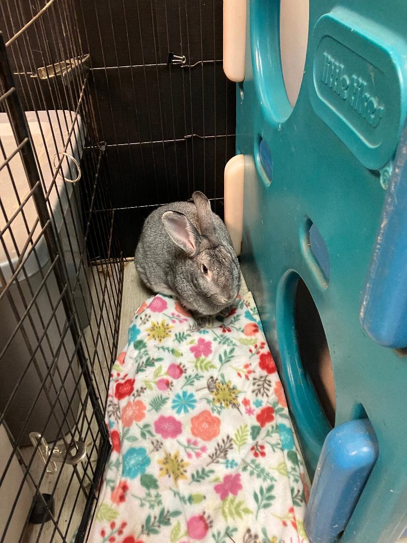 Stormy & Misty, a Adoptable New Zealand in Youngstown, OH image 3/3