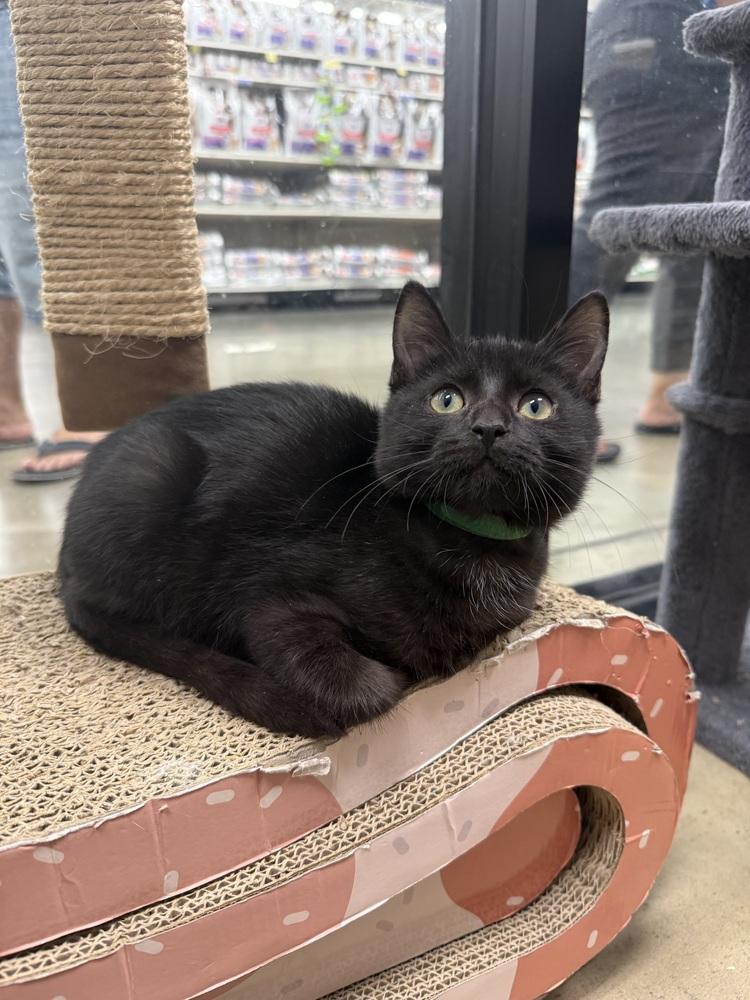 Lego, Adoptable, Kitten Male Domestic Short Hair.