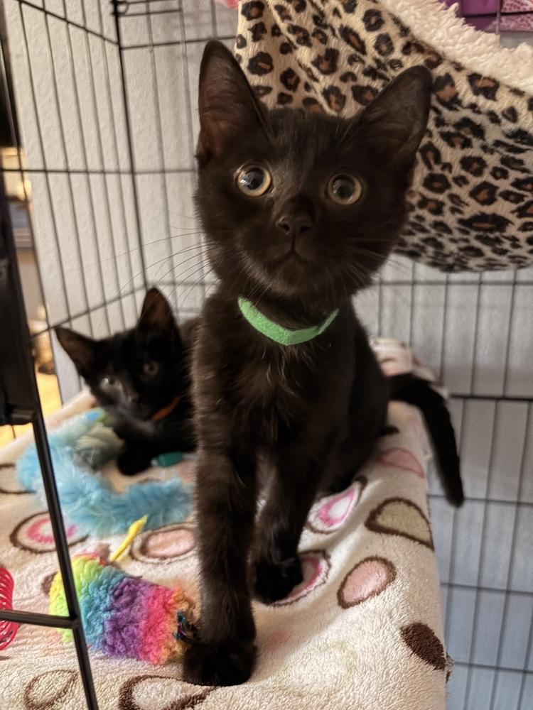 Enlarge Lego, a Adoptable Domestic Short Hair in Orlando, FL image 2/4