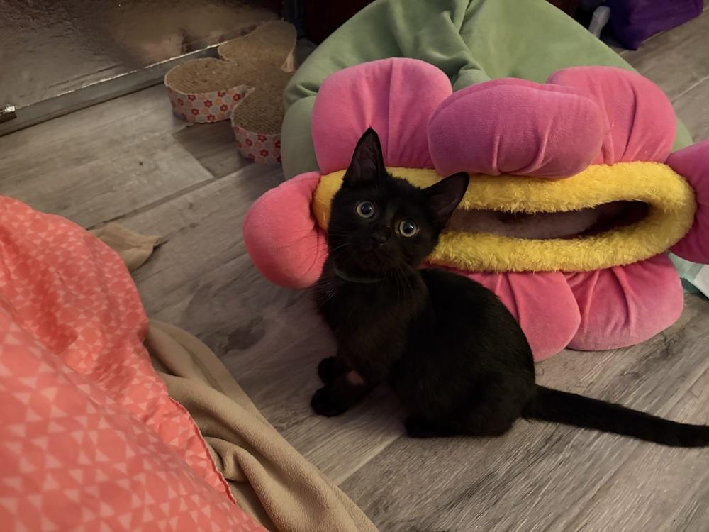 Enlarge Lego, a Adoptable Domestic Short Hair in Orlando, FL image 3/4
