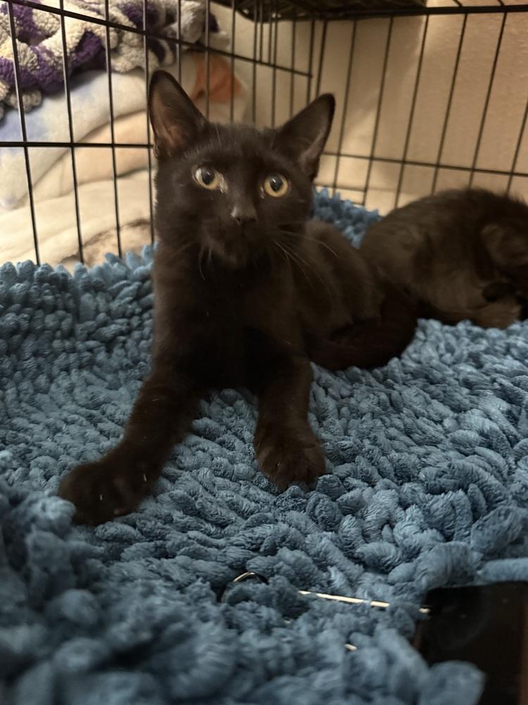 Enlarge Lego, a Adoptable Domestic Short Hair in Orlando, FL image 4/4