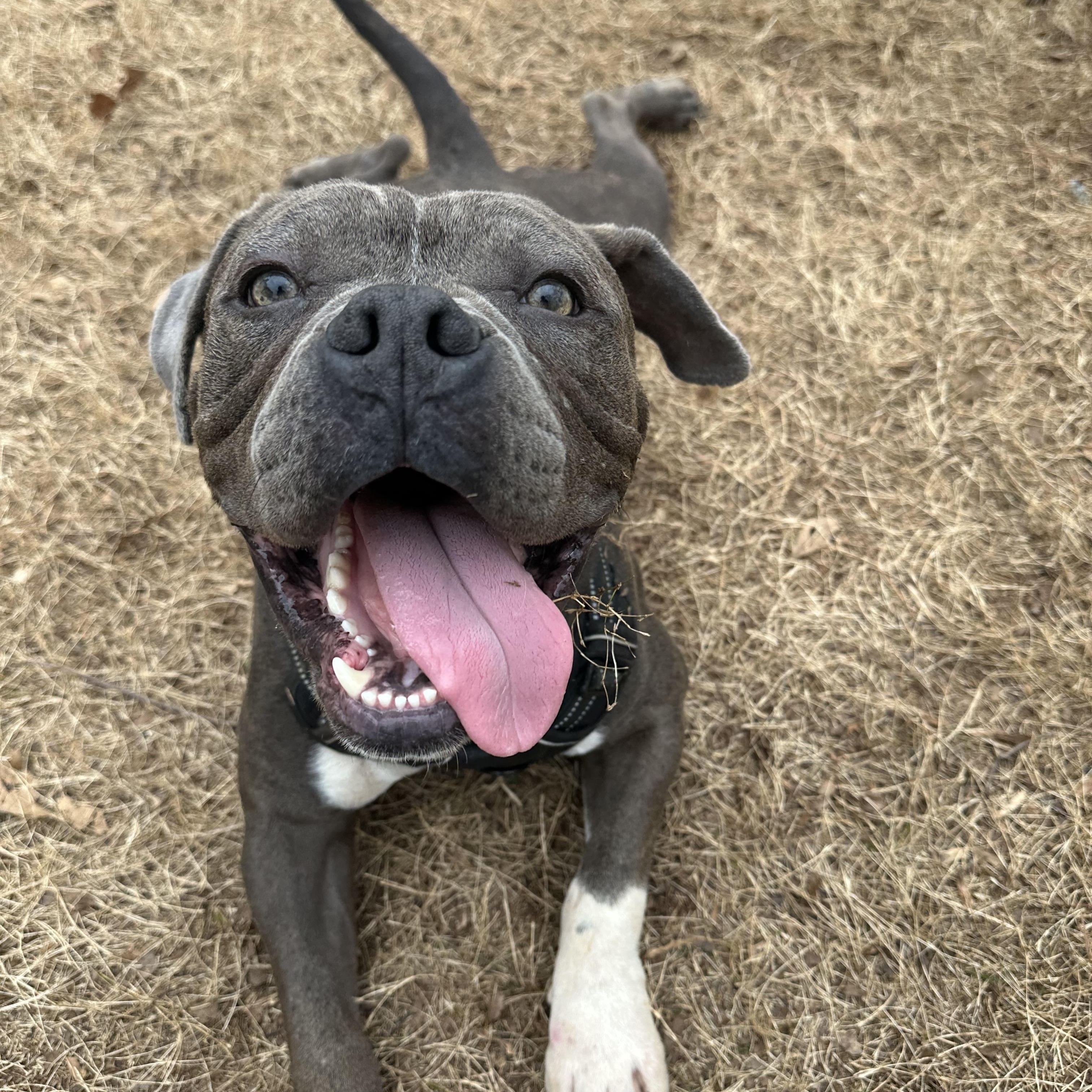Bruno, a ADOPTABLE mixed breed in Roswell, GA image 2/4